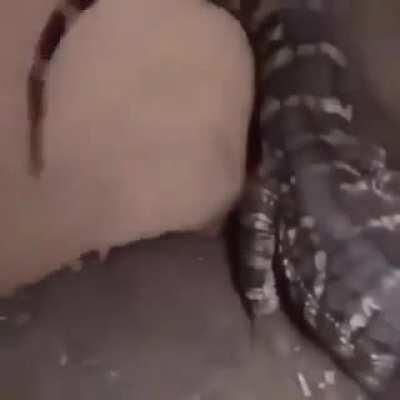 Own lagartixa-chan gosta de carinho.