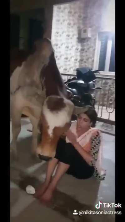 This video is from India. The Girl is upset bcoz the Bull showed up after 2 days. She has been feeding the Bull since she was a Child and the Bull was just a Calf. You might love them after murdering them for some meat,but try loving them when they are al