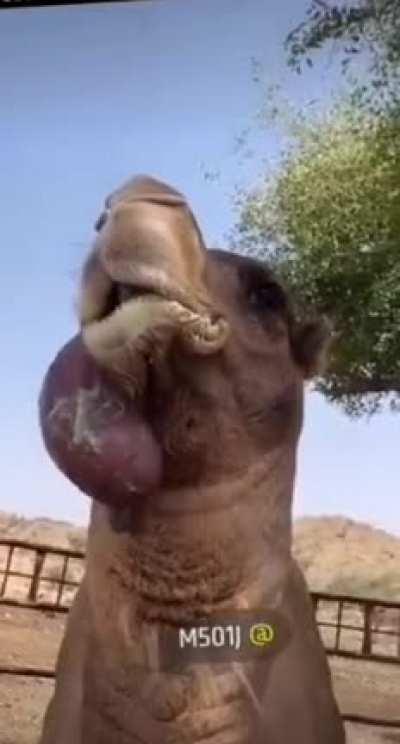 Camel does whatever it did