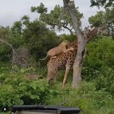 This giraffe is my new spirit animal