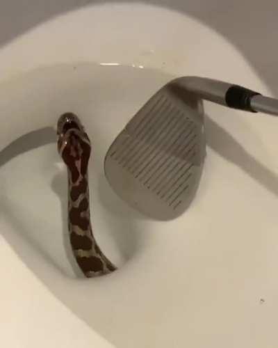 Вот жеж срань