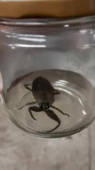 What is this? 3” Long. Southern Wisconsin (coworker found it)