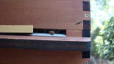 Bees coming and going, a curious fly lurks