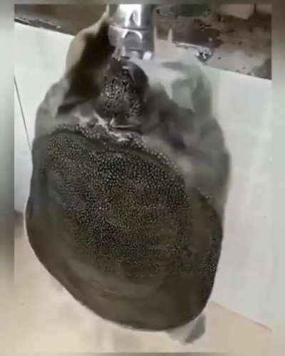 Don't drop your pants near this guy