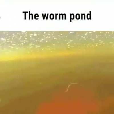 the worm pond 😦