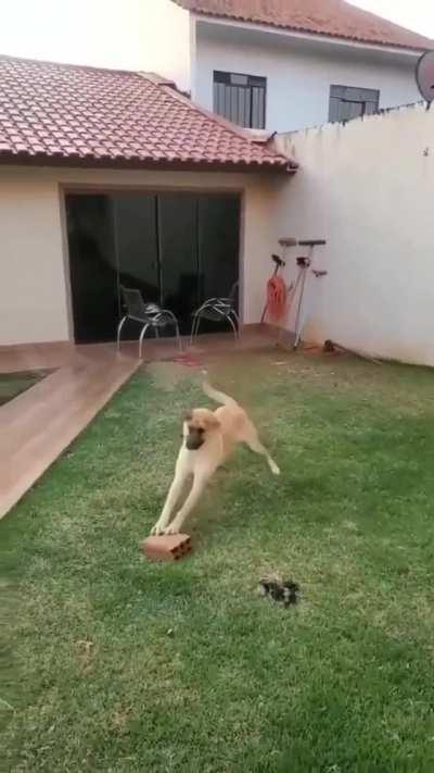 All He Needs For Happiness Is A Brick