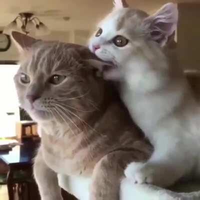 A rare footage of Jennie eatting Henry after forgotten snackos