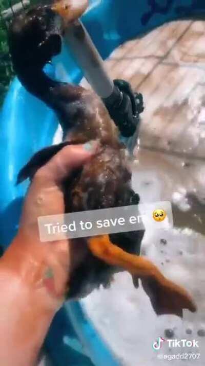 Girl put ducks in a tub of oil so she could 