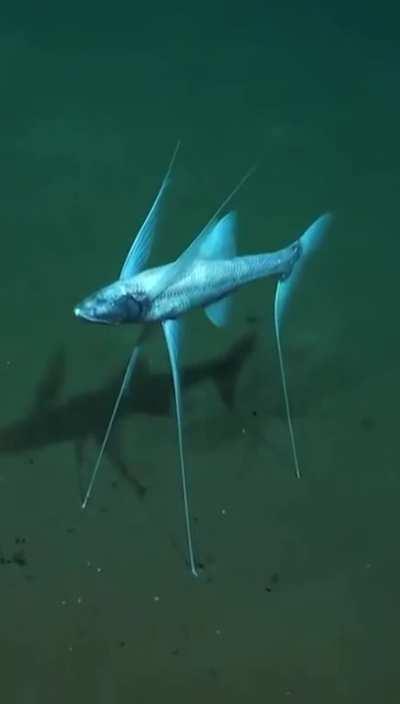 Mano, que peixe foda