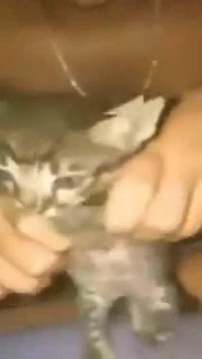 adotei um gato pernambucano