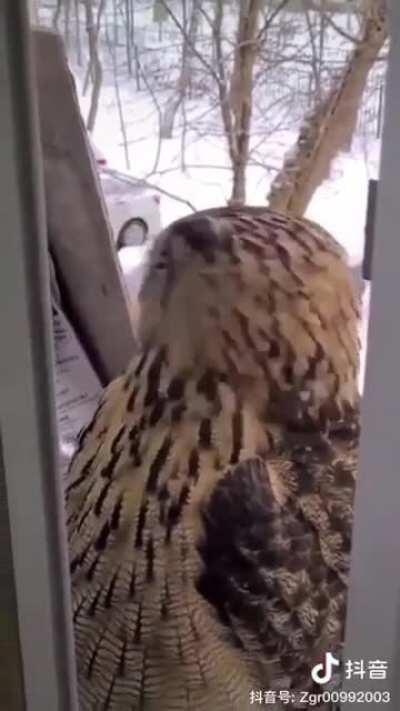 Cat Noped right out of there.