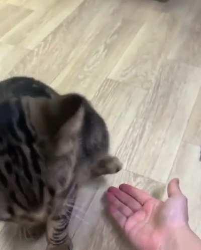 Hand ... another hand ... feet?!