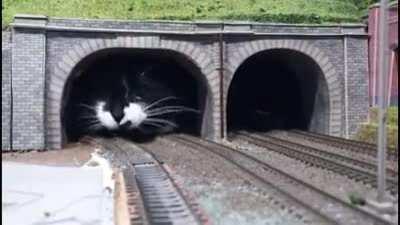 Who says that just people enjoying the mini worlds