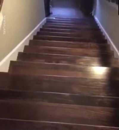 Canis familiaris yeetus