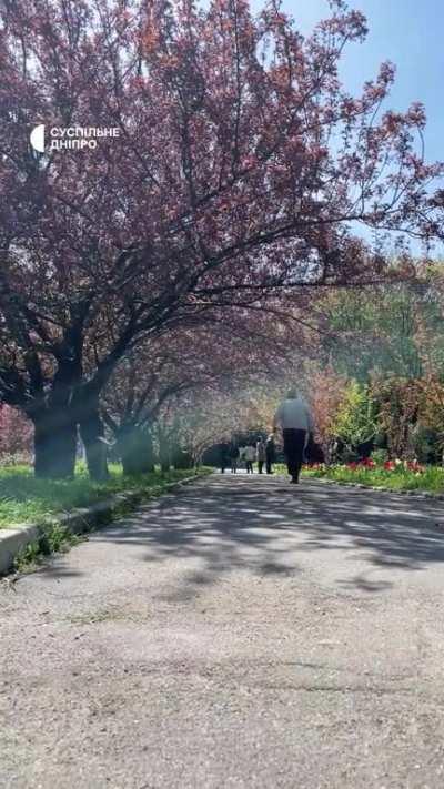 A little bit of sunshine in this tough day: Cherry blossoms are in bloom in Dnipro 🌸