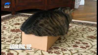 I broke a couple of chairs in my life too...