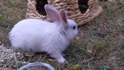 Pip noms a dandelion