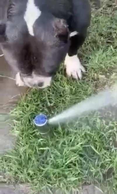 vERy oLD dog dies OF tHiRST