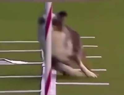 Husky i don't want stress