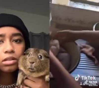 cursed_Ț̶͂h̸̥̕e̶̳͐ ̵̡́g̴̩͒u̵̢͒i̸̬͒n̴͈̔è̸̡a̸̛͕ ̵̟̾p̴̣̉i̶̻͂g̷̠̈s̴̹̒ ̶̡̉ạ̸̽ŕ̷̯é̴̤ ̸͔̈r̵̦̈́ę̵̌a̶̜̿d̷̞̂ÿ̸̟́ ̴̜͂f̴͕͝o̵̢͋r̷͓͆ ̴̗̀c̸̡̽ó̵͍n̵̦̈ş̸̅u̷̹̒m̷͎̿p̴̰̃t̸̟̕i̴̗̇o̷͚̿ņ̶̅.̸̜̿