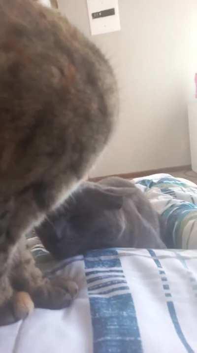 Just two loving cats