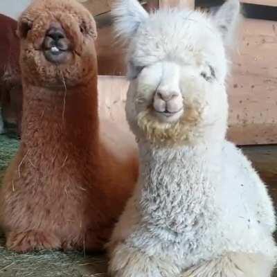 When the Molly hits too hard