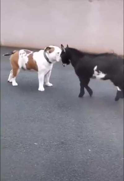 Baby goat use headbutt but it's not very effective