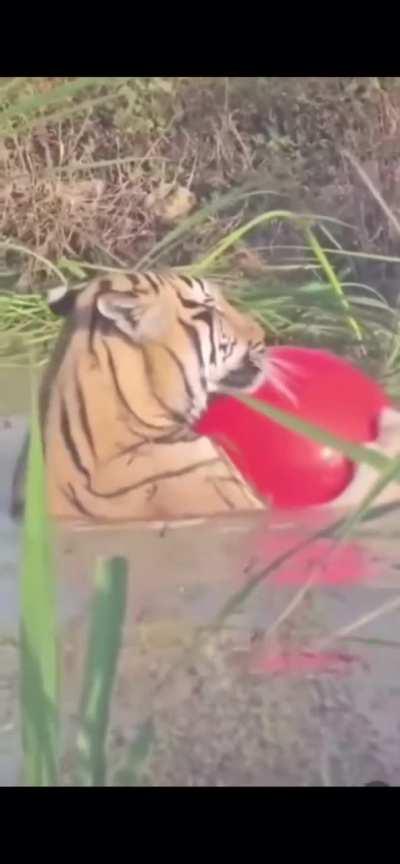 His ass LOVES this red ball