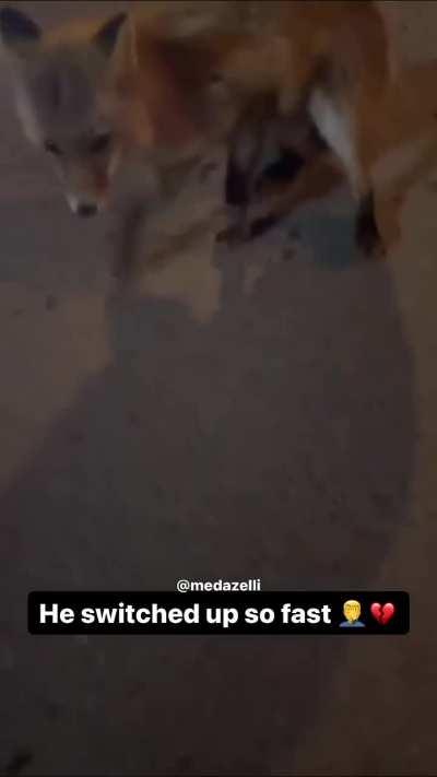 Instigating animal fights is wild