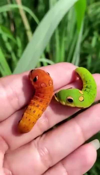 Actual looney looking things