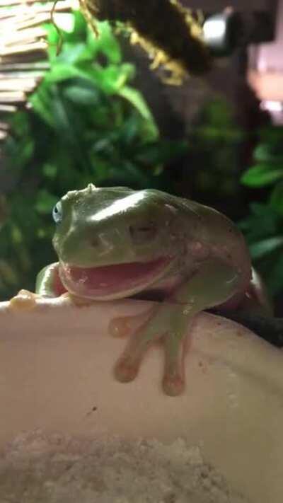white’s tree frog yawn :)