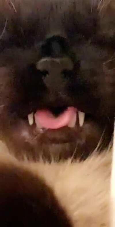 Just vibing with my cat while he’s sleep talking