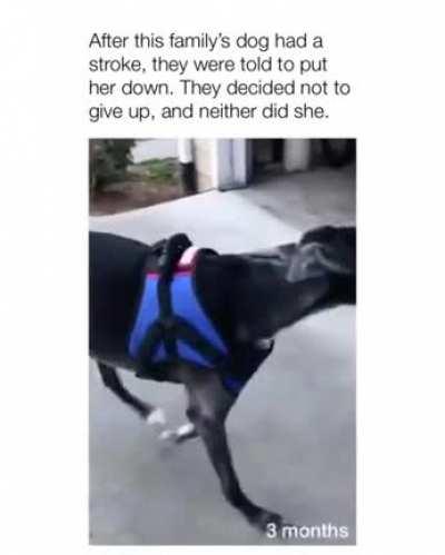 This owner did not give up after his dog got a stroke. What a loving owner!