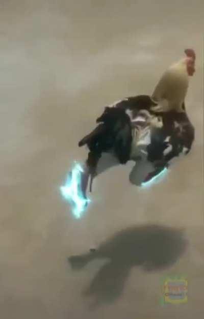 Relaxa, o galo do grupo ta on 😳😳😳