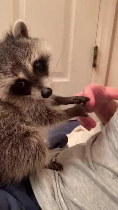 Bringing this gem to its rightful home.