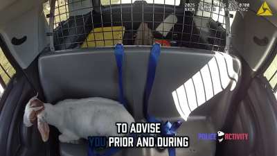 Goat is arrested for loitering :(
