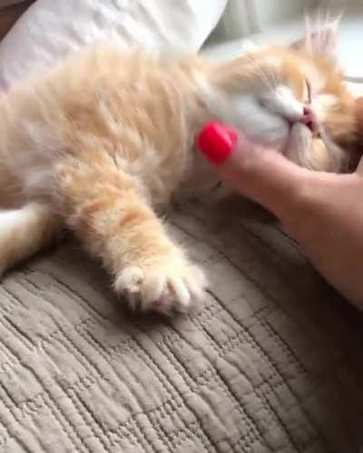 Милота зашкаливает:)