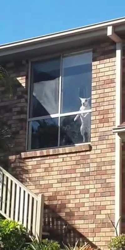 The neighbours dog doesn’t bark...she uh...does this.