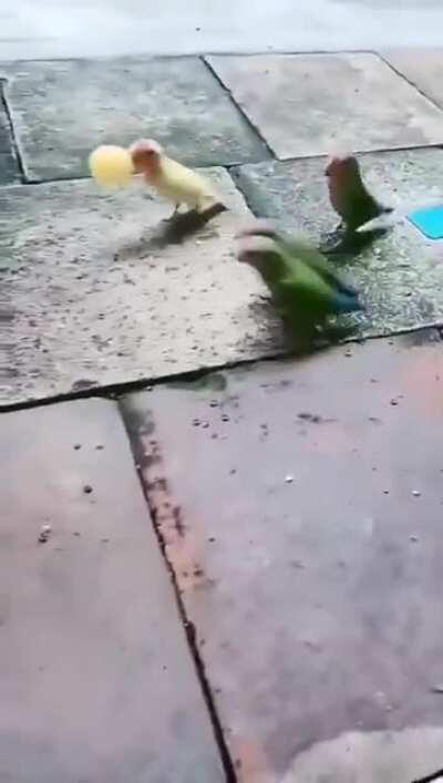 Birdie basketball and they should all get trophies