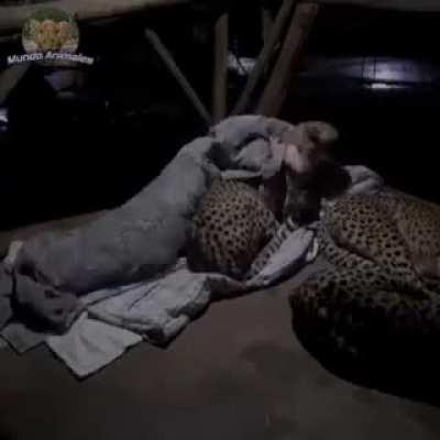 Ночевка в обнимку с гепардами