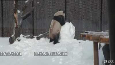 Panda’s mighty battle to conquer a snowman