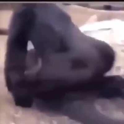 Sex Monke
