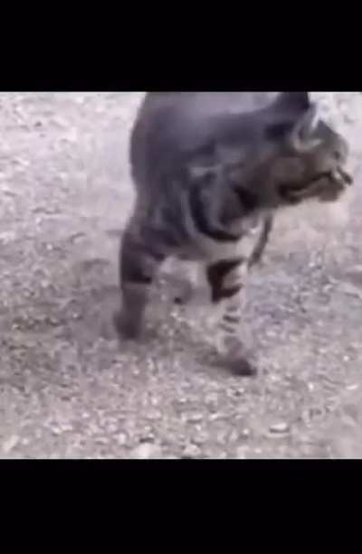 Just made and ate borger. Why I put cheese on my cheeseburger?