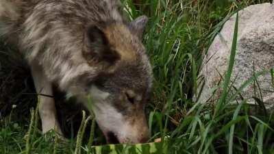 Blessing you all with 60 seconds of pure melon-eating (1080p 60fps)