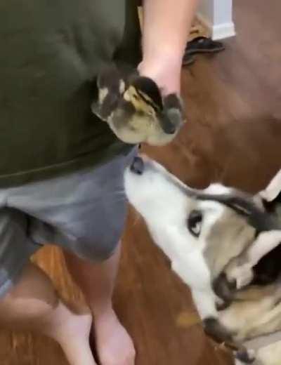 Peace was never an option