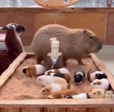 Being as gentle as he can