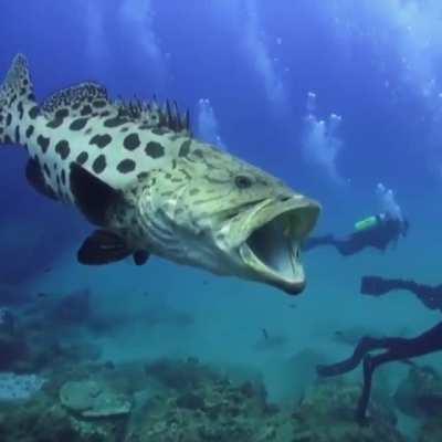 🔥 Ever seen a Giant Goliath yawn? 🔥