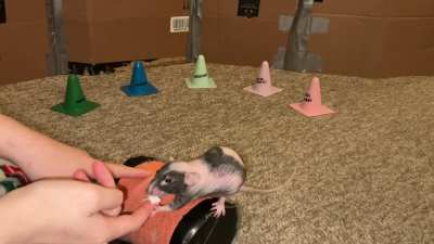 My smol pet rat Raisin combining weaving with walking backwards on a rolling barrel!