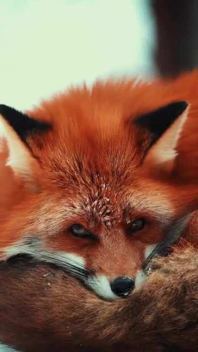 🔥 Red Fox