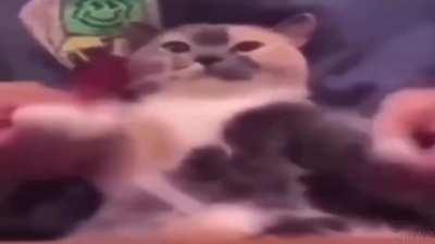 silly little goobers